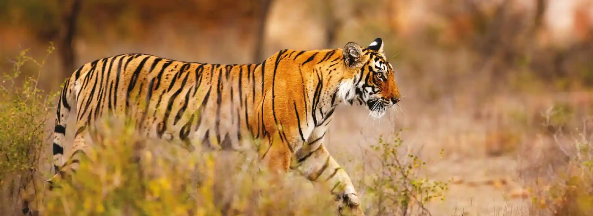 Golden Triangle Tour with Ranthambore