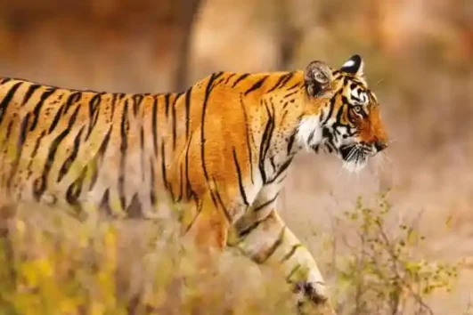 Golden Triangle Tour with Ranthambore