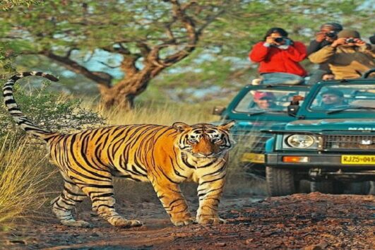 Golden Triangle Tour with Ranthambore